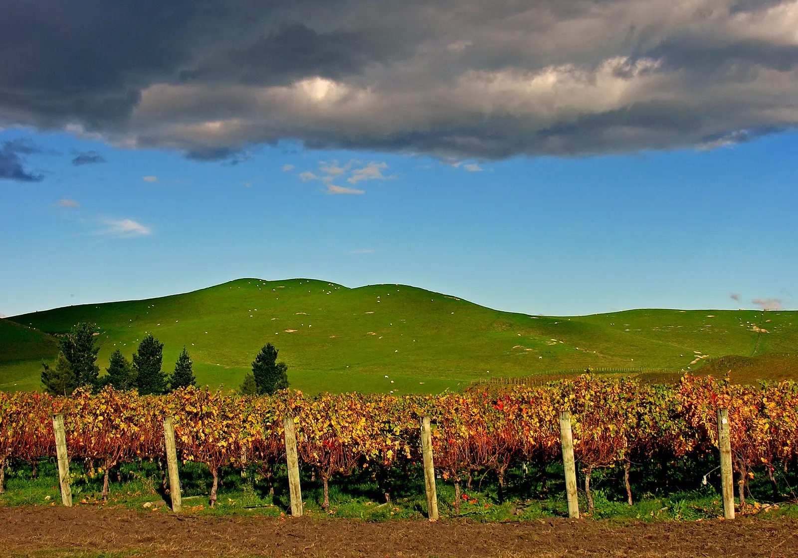 Autumn vines at Prospect Vineyard in Hawke's Bay