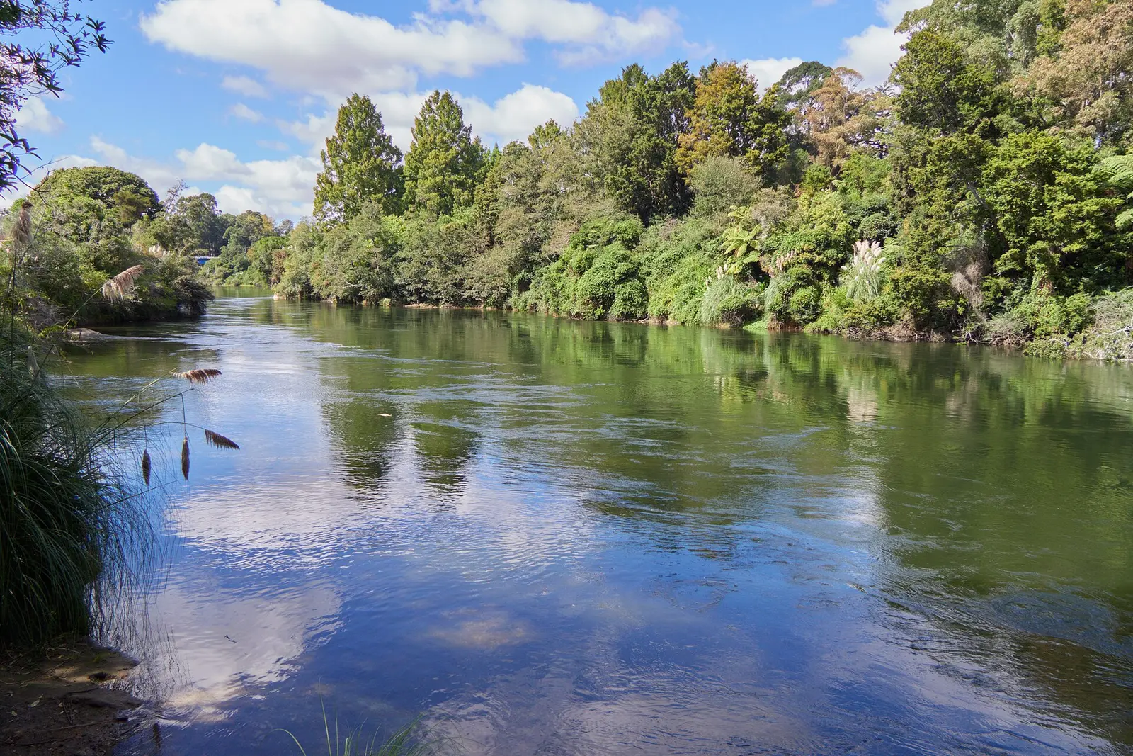 The Waikato River at Hamilton, bordered by trees